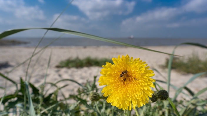 Insektenvielfalt